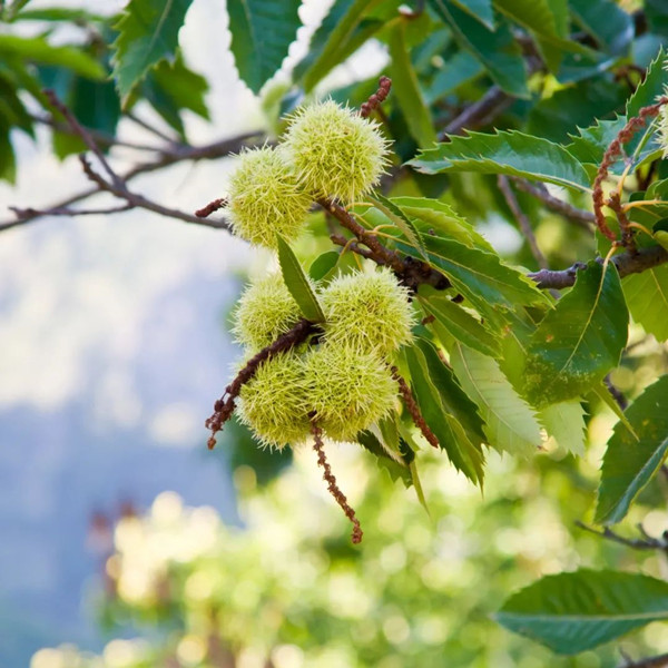 眼表眼角膜,希瑪瑞視眼科,上海眼科醫院