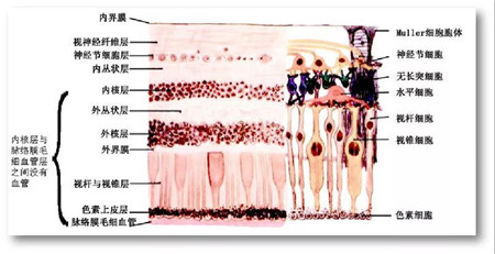 玻璃體視網膜,希瑪瑞視眼科,上海眼科醫院