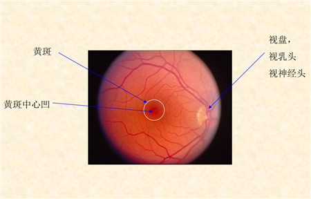 玻璃體視網膜,希瑪瑞視眼科,上海眼科醫院 玻璃體視網膜,希瑪瑞視眼科,上海眼科醫院